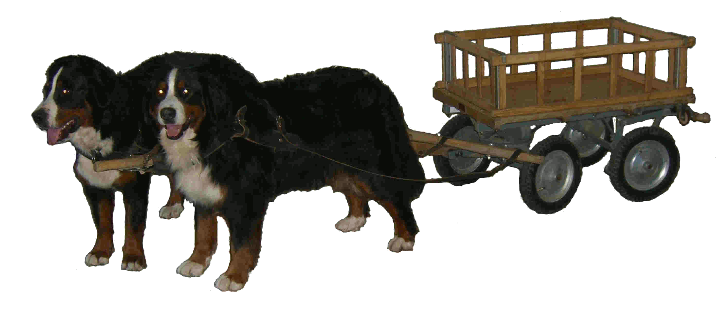 Logo Zughund